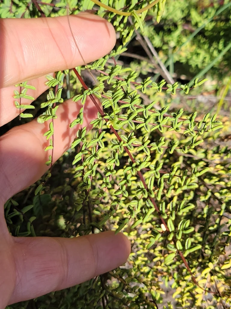 Pellaea Mucronata