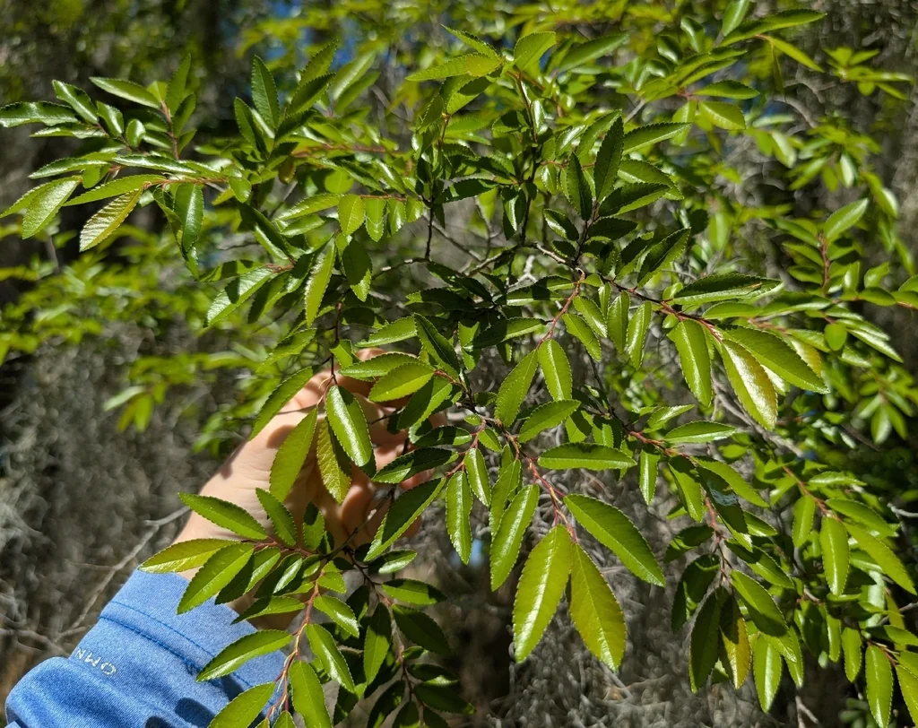 Ulmus Parvifolia