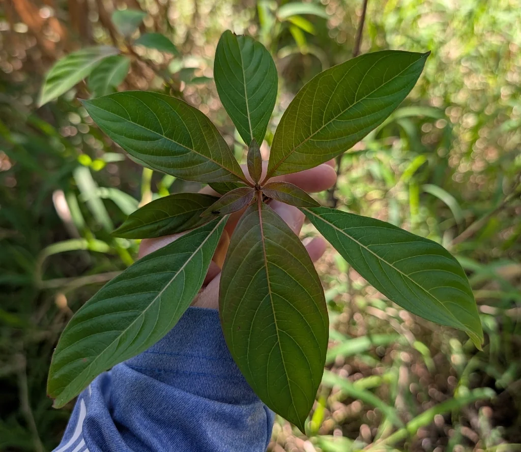 Hamelia patens
