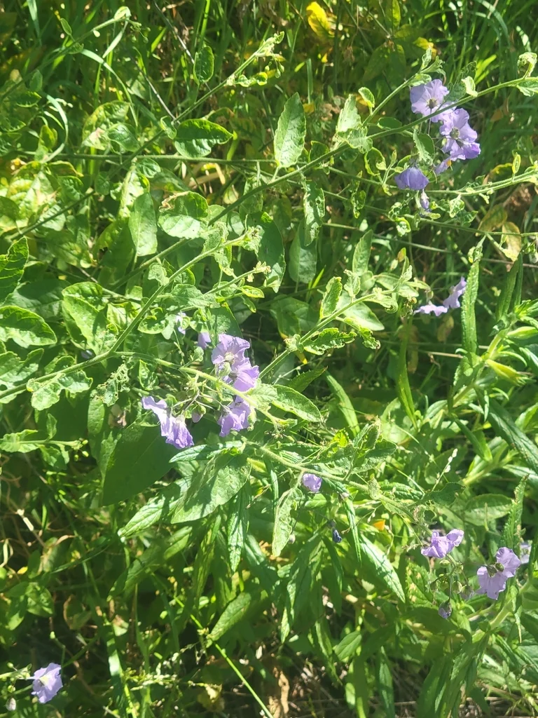 Solanum Umbelliferum