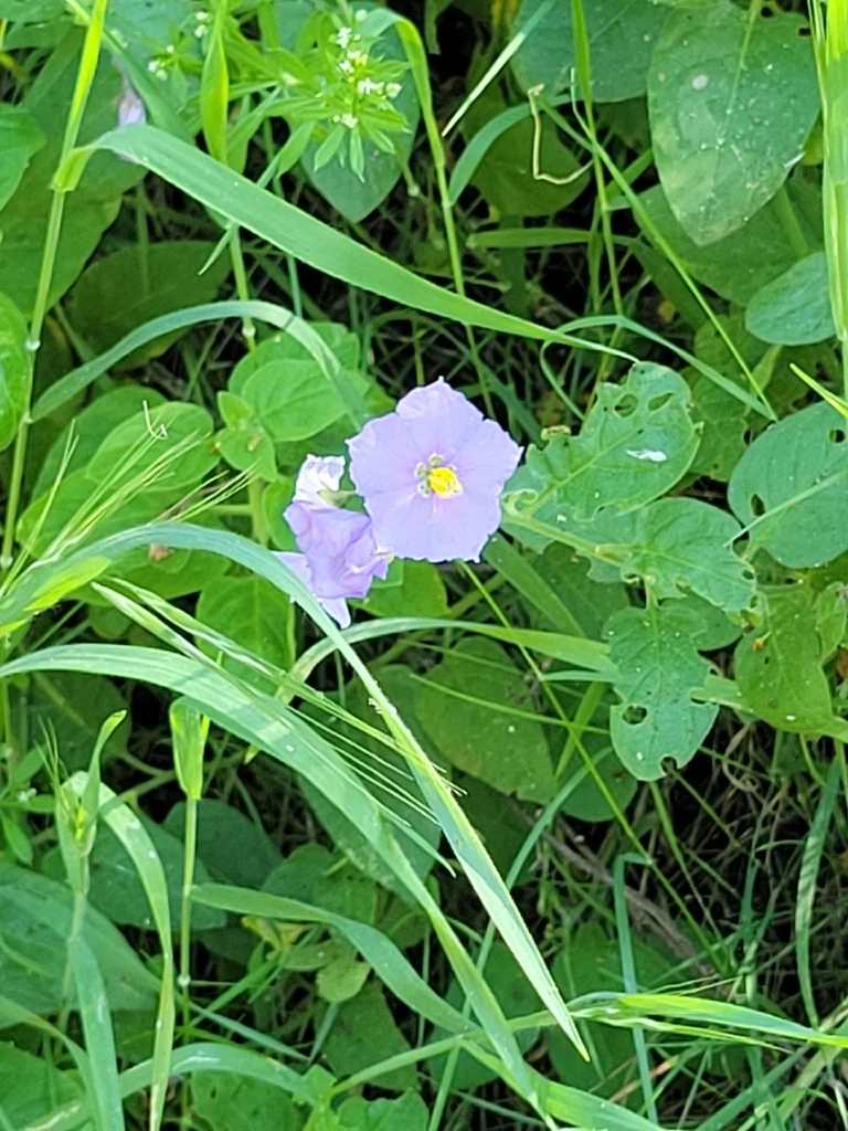 Solanum Umbelliferum