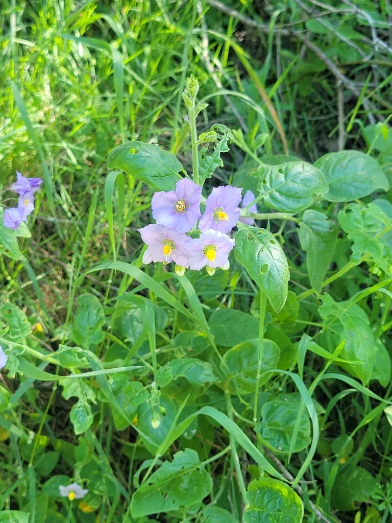 Solanum Umbelliferum