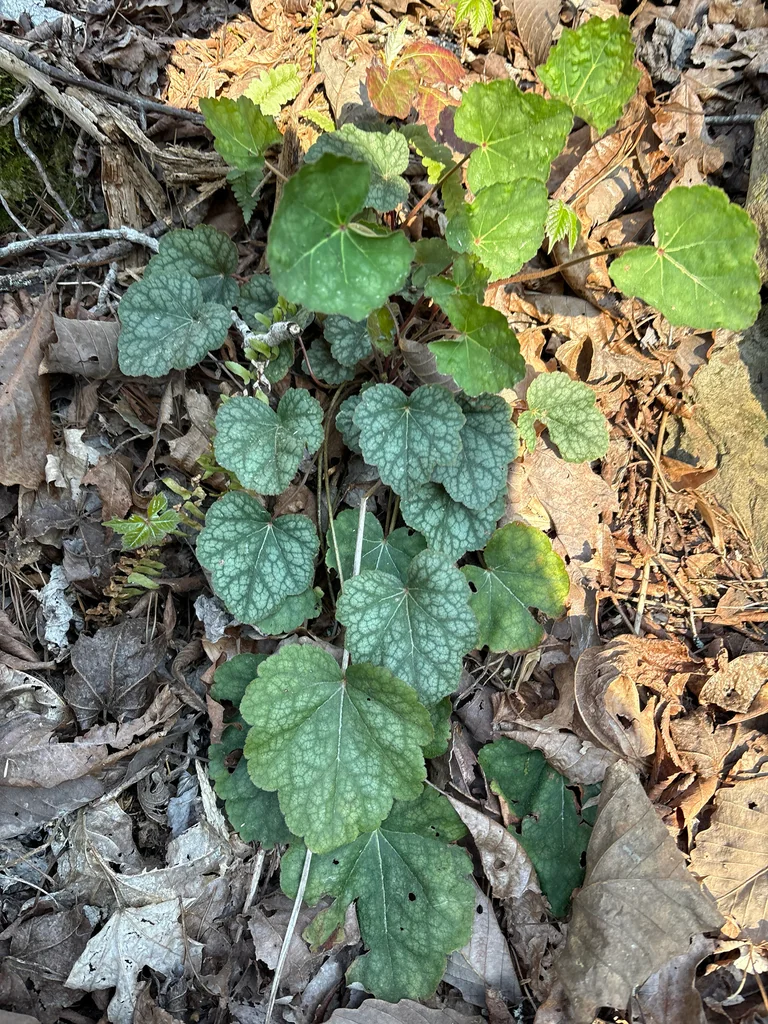Heuchera Americana