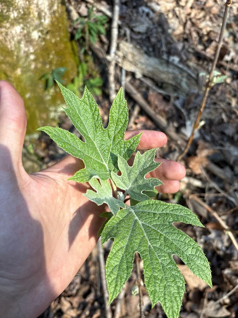 Hydrangea quercifolia
