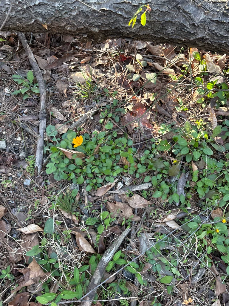 Coreopsis Auriculata