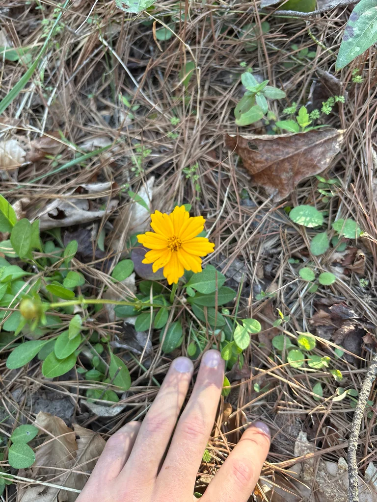 Coreopsis Auriculata