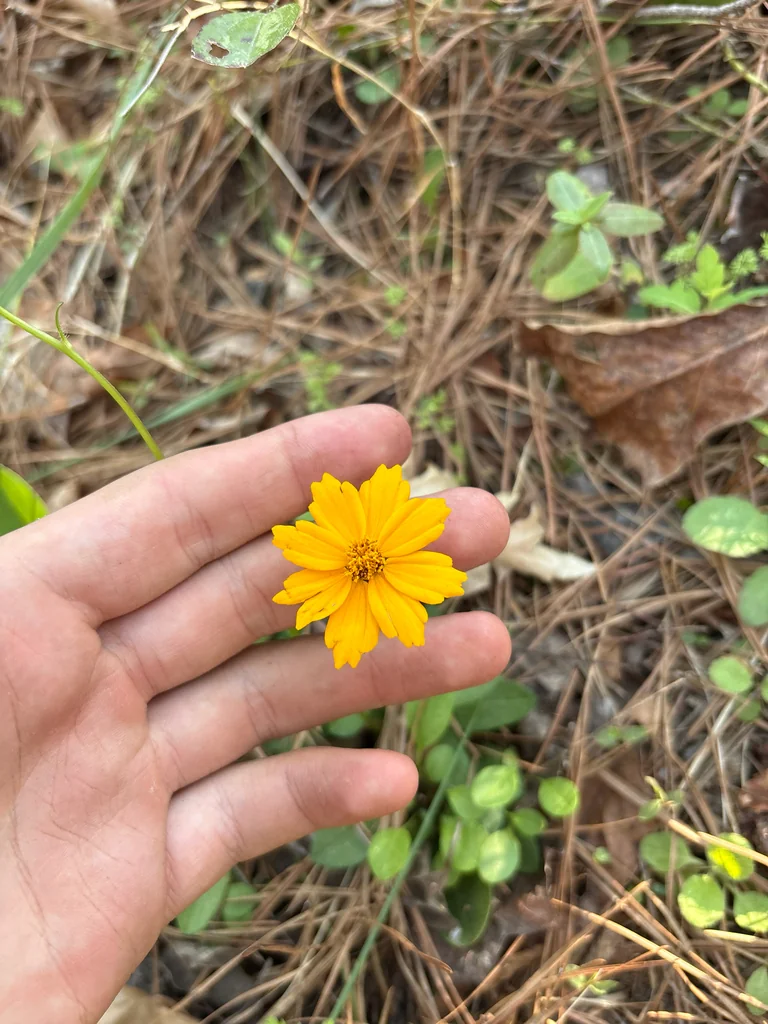 Coreopsis Auriculata