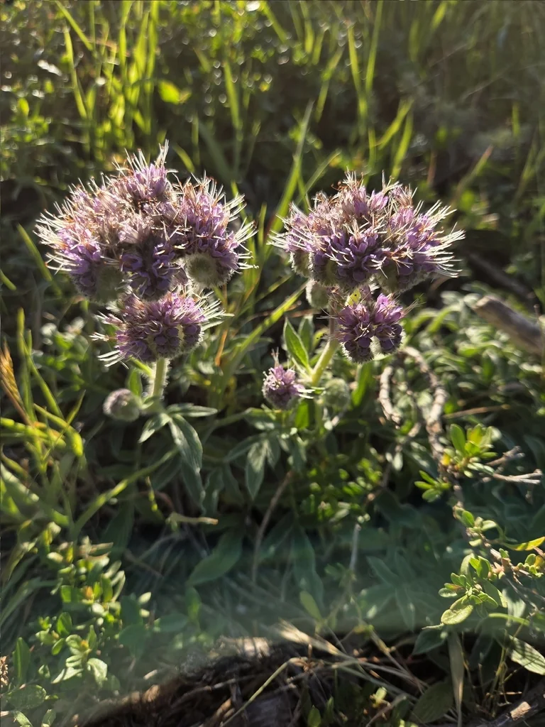 Phacelia Californica