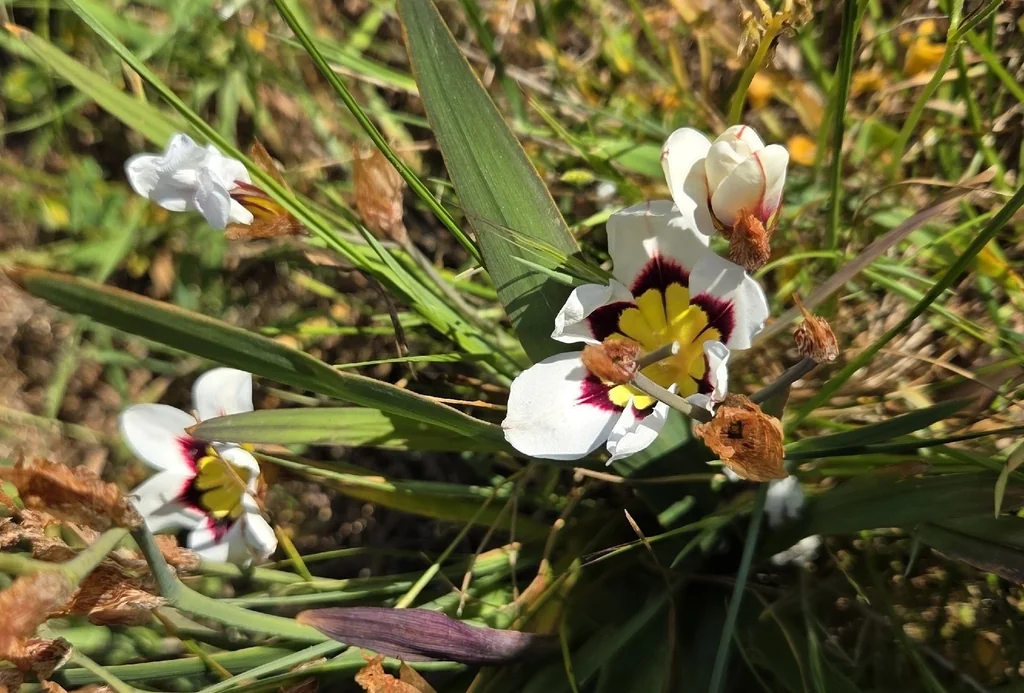 Sparaxis Tricolor
