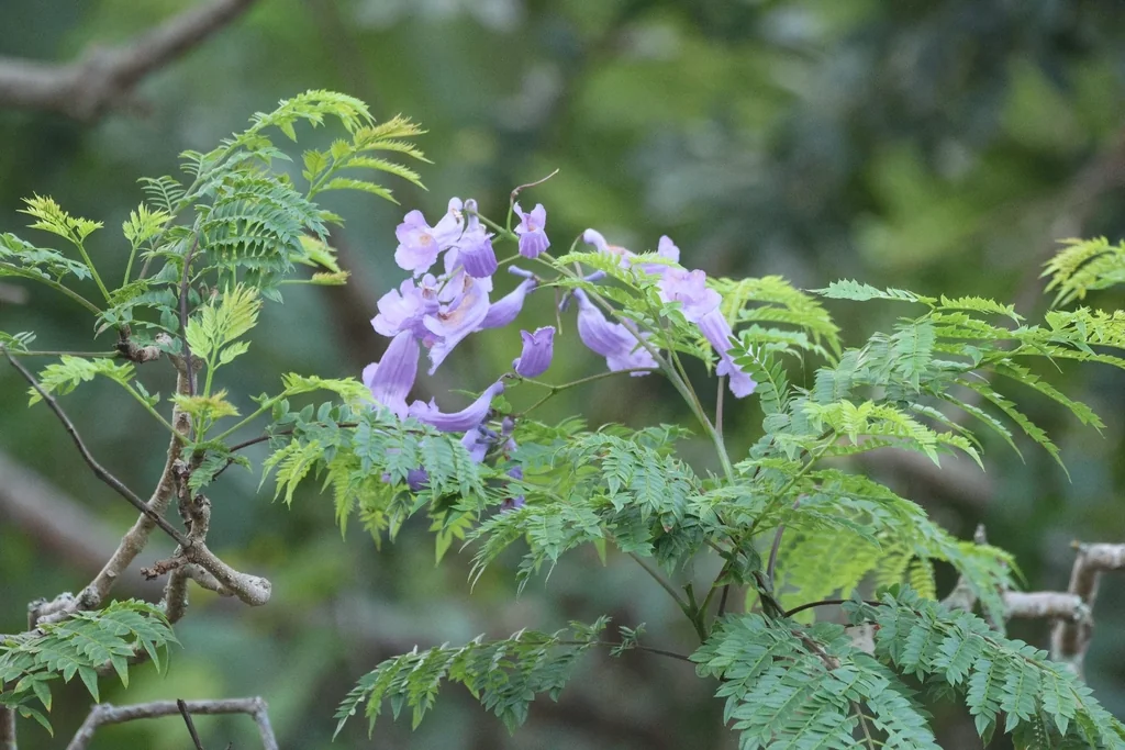 Jacaranda Mimosifolia