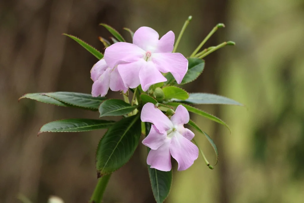 Impatiens Sodenii
