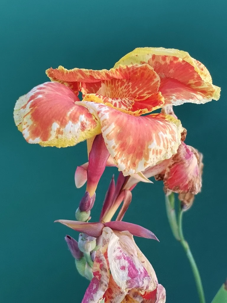 Canna generalis