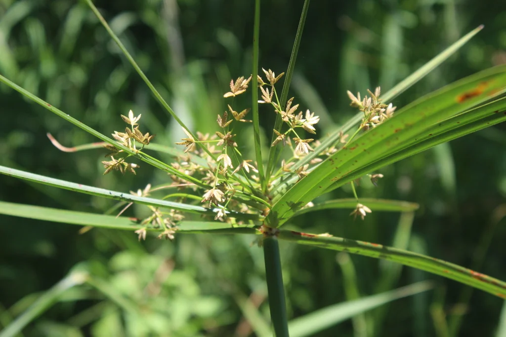 Cyperus involucratus