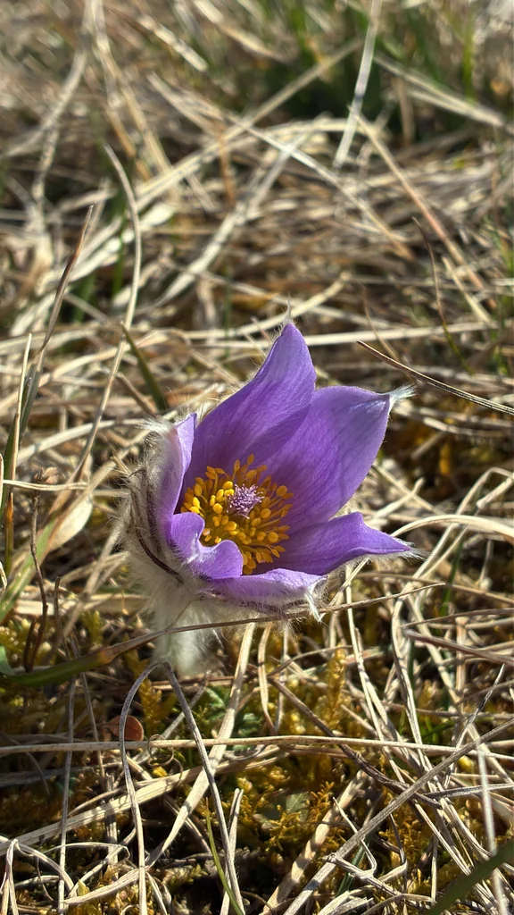 Pulsatilla Vulgaris