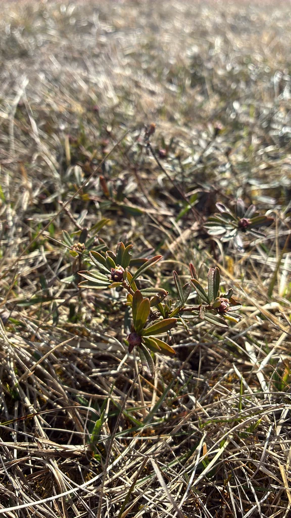 Daphne Cneorum