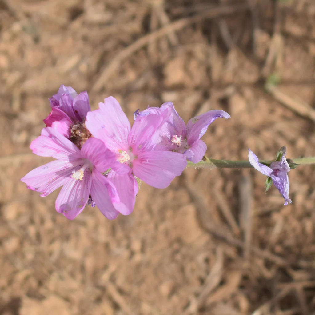 Sidalcea Malviflora