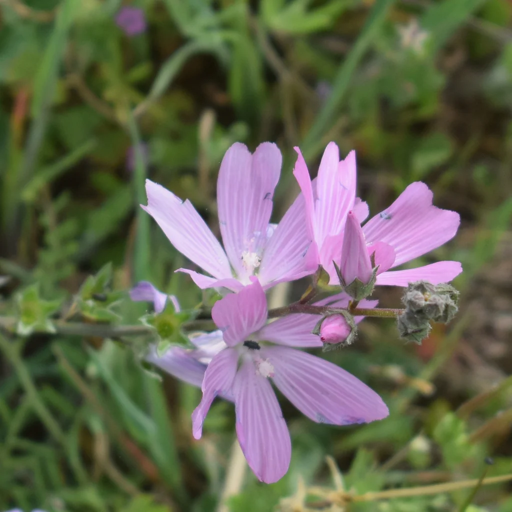 Sidalcea Malviflora