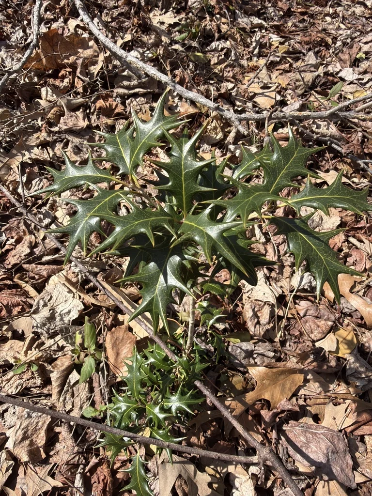 Osmanthus Heterophyllus
