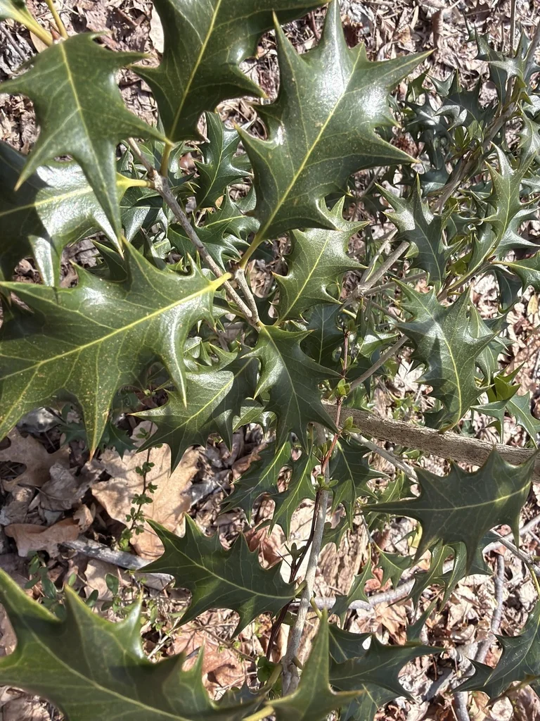 Osmanthus Heterophyllus
