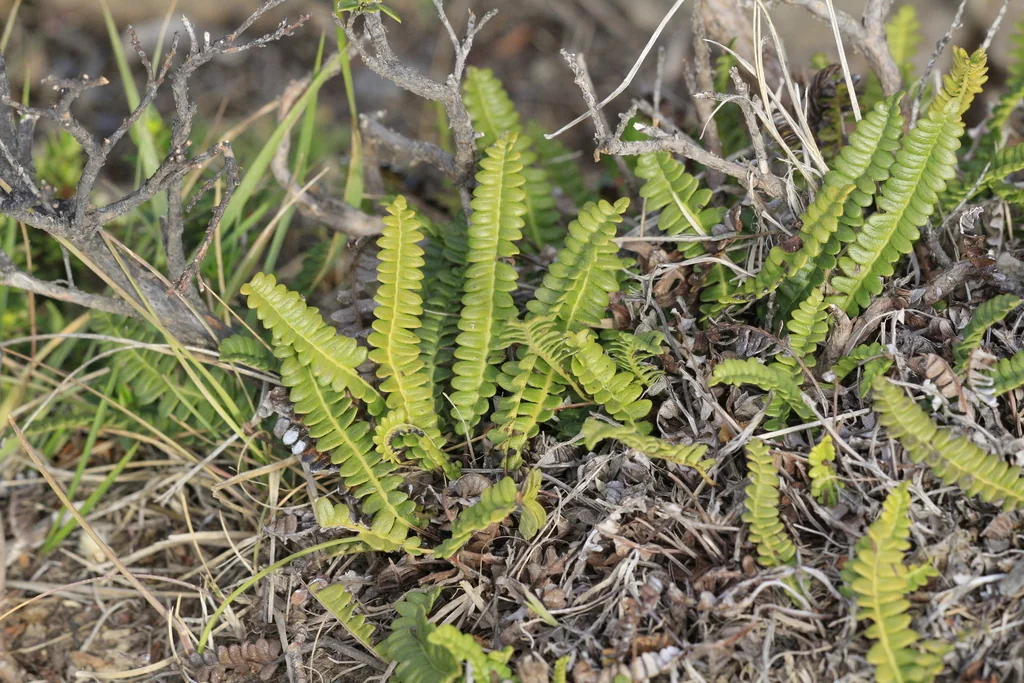 Blechnum Penna-Marina