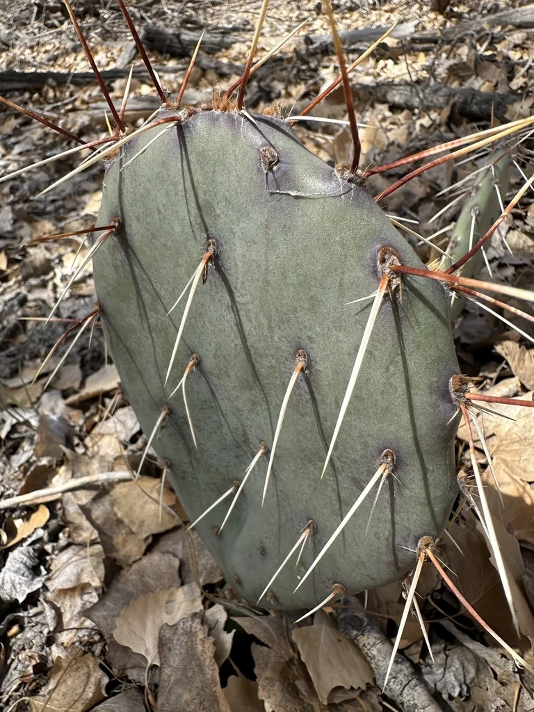 Opuntia Phaeacantha