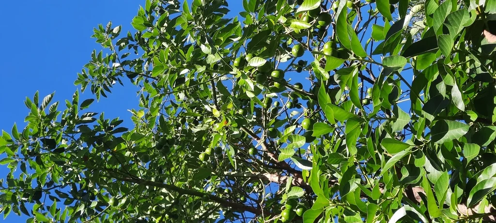 Persea Americana