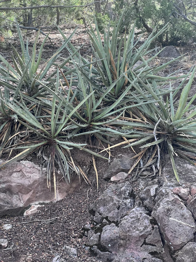 Yucca Baccata