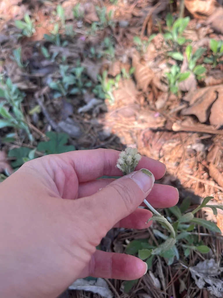 Antennaria Plantaginifolia