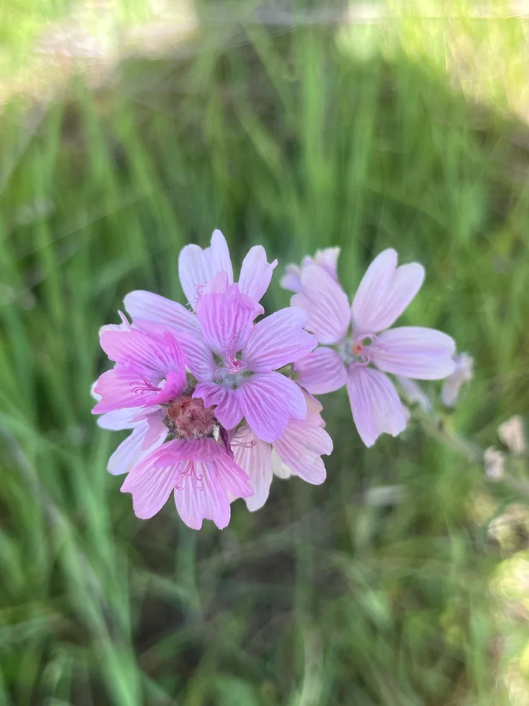 Sidalcea Malviflora