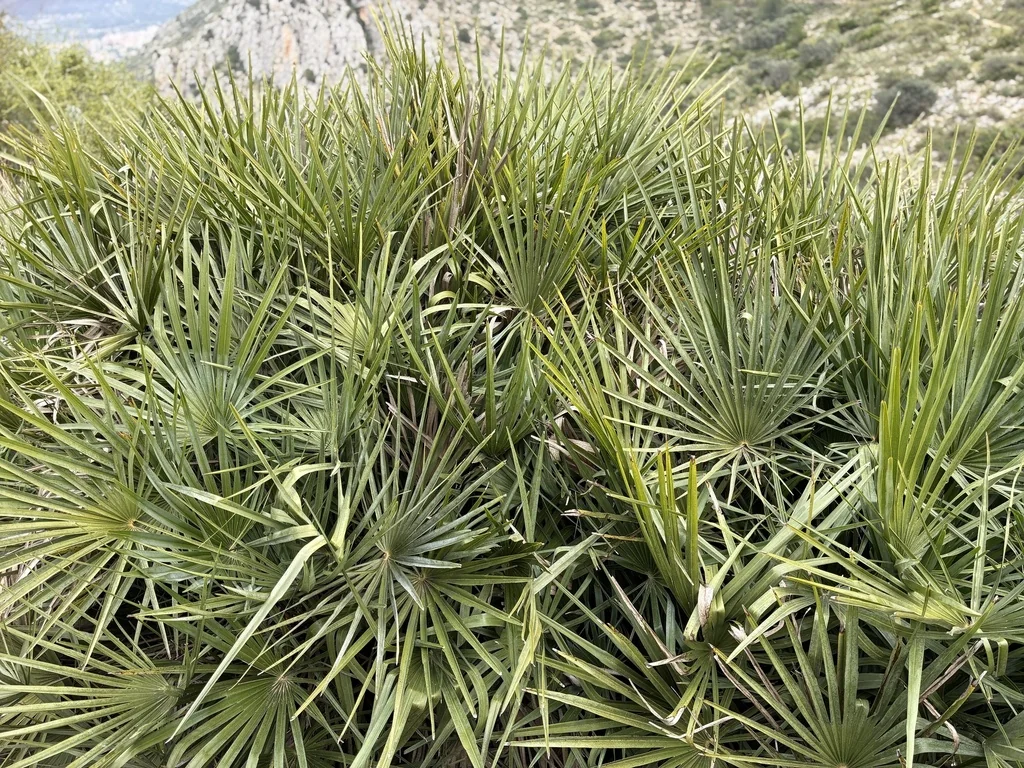 Chamaerops Humilis