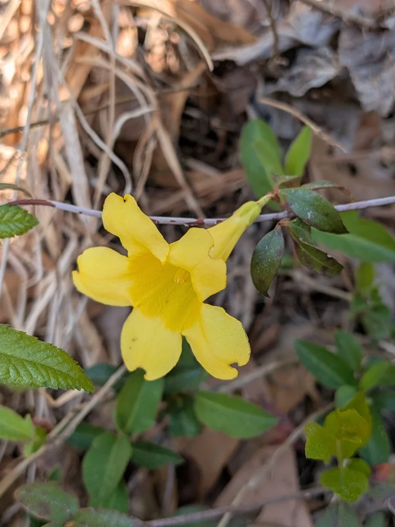 Gelsemium Sempervirens