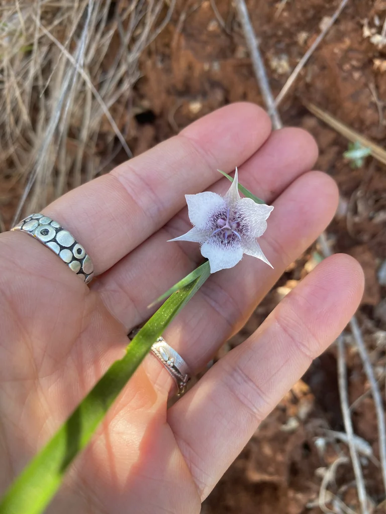 Calochortus Tolmiei