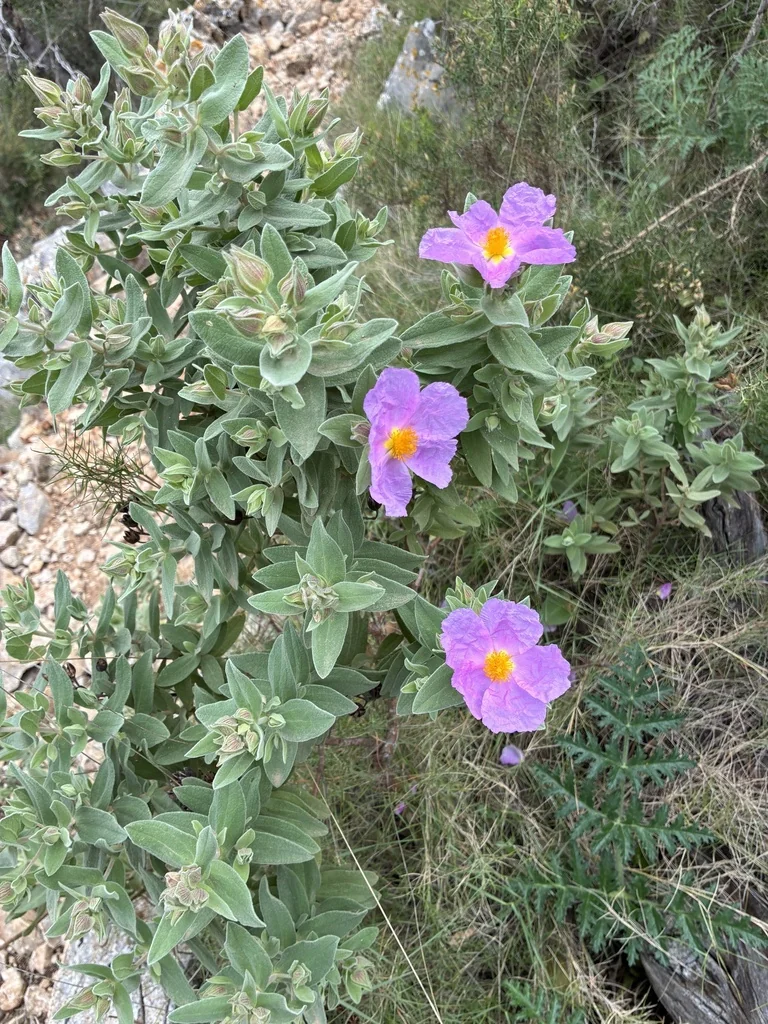 Cistus Albidus