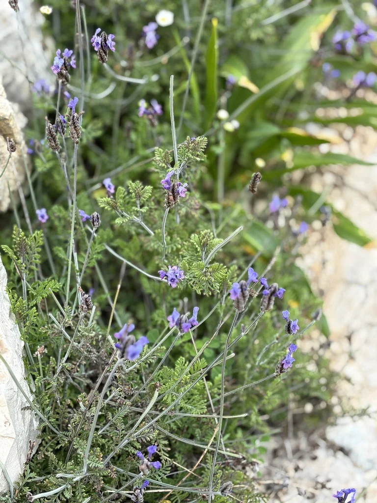 Lavandula Multifida