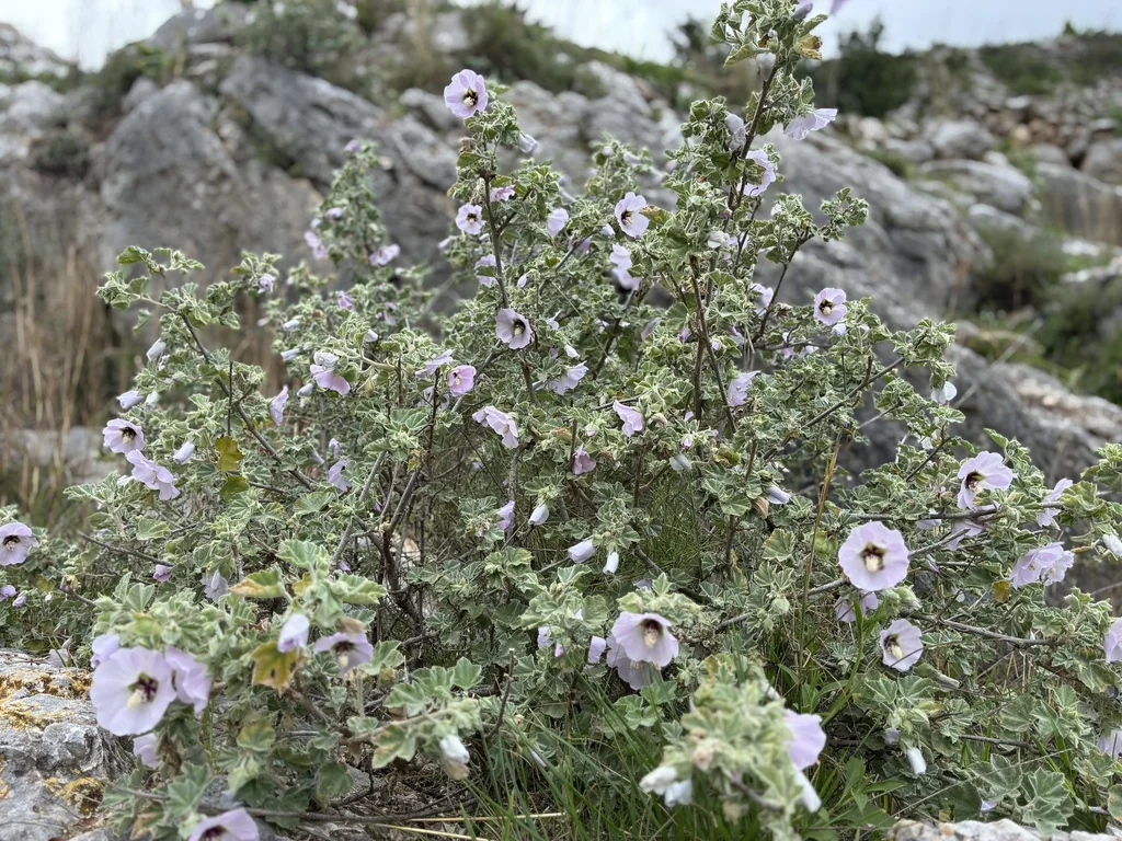 Lavatera Maritima