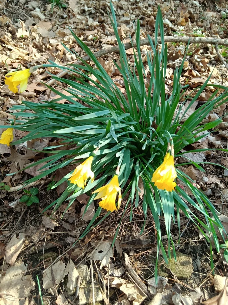 Narcissus Pseudonarcissus