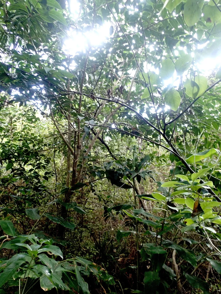 Syzygium Paniculatum
