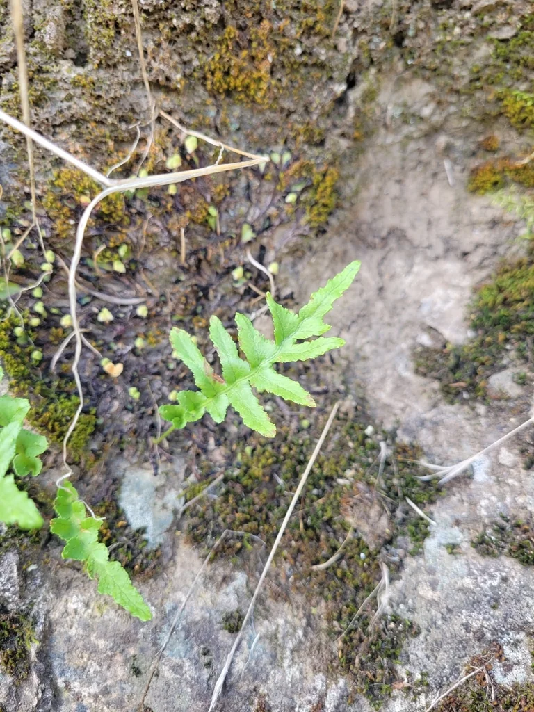 Polypodium Californicum