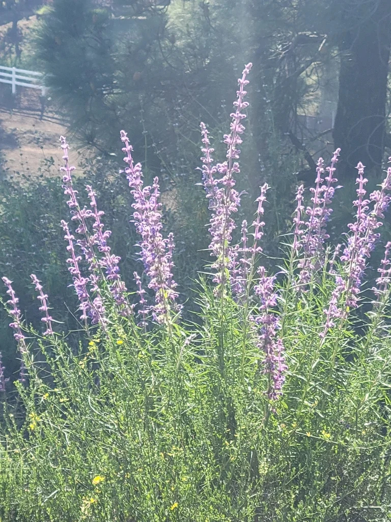 Trichostema Lanatum