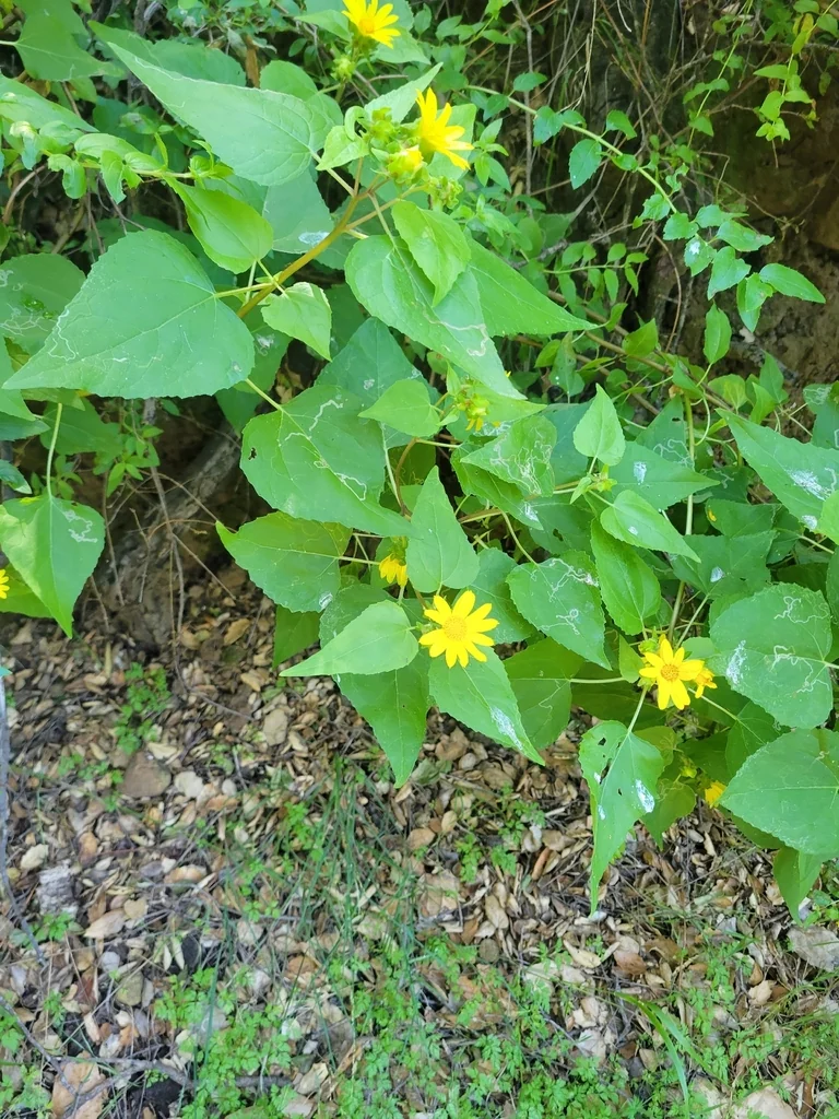 Venegasia Carpesioides