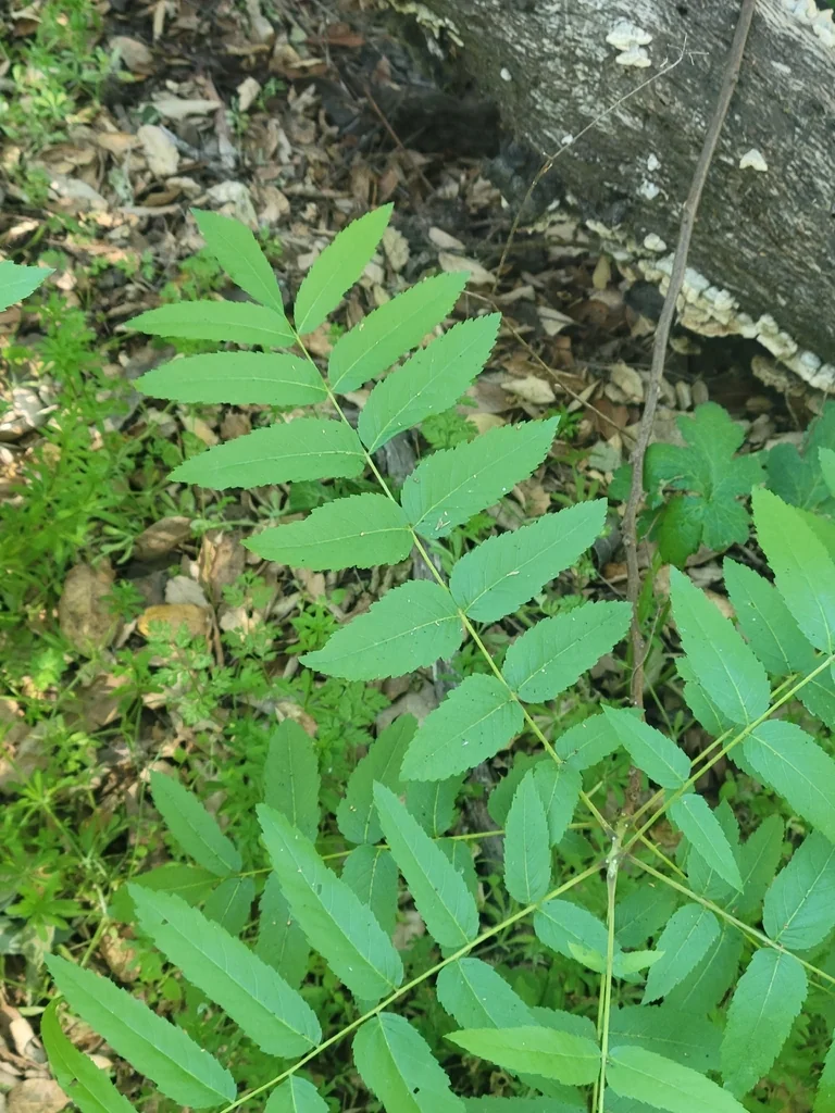 Juglans Californica