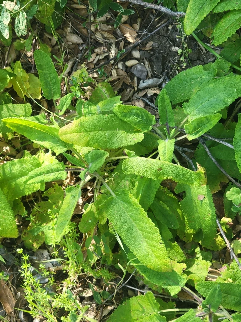 Salvia Spathacea