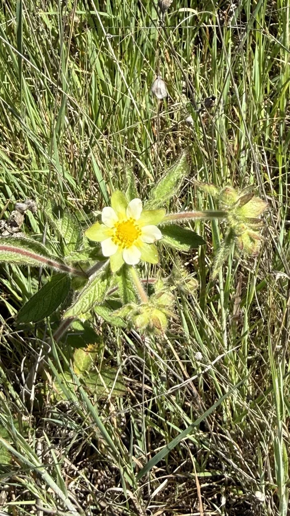 Potentilla Glandulosa