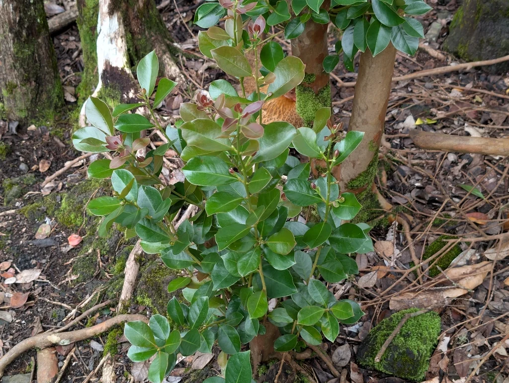 Psidium Cattleianum