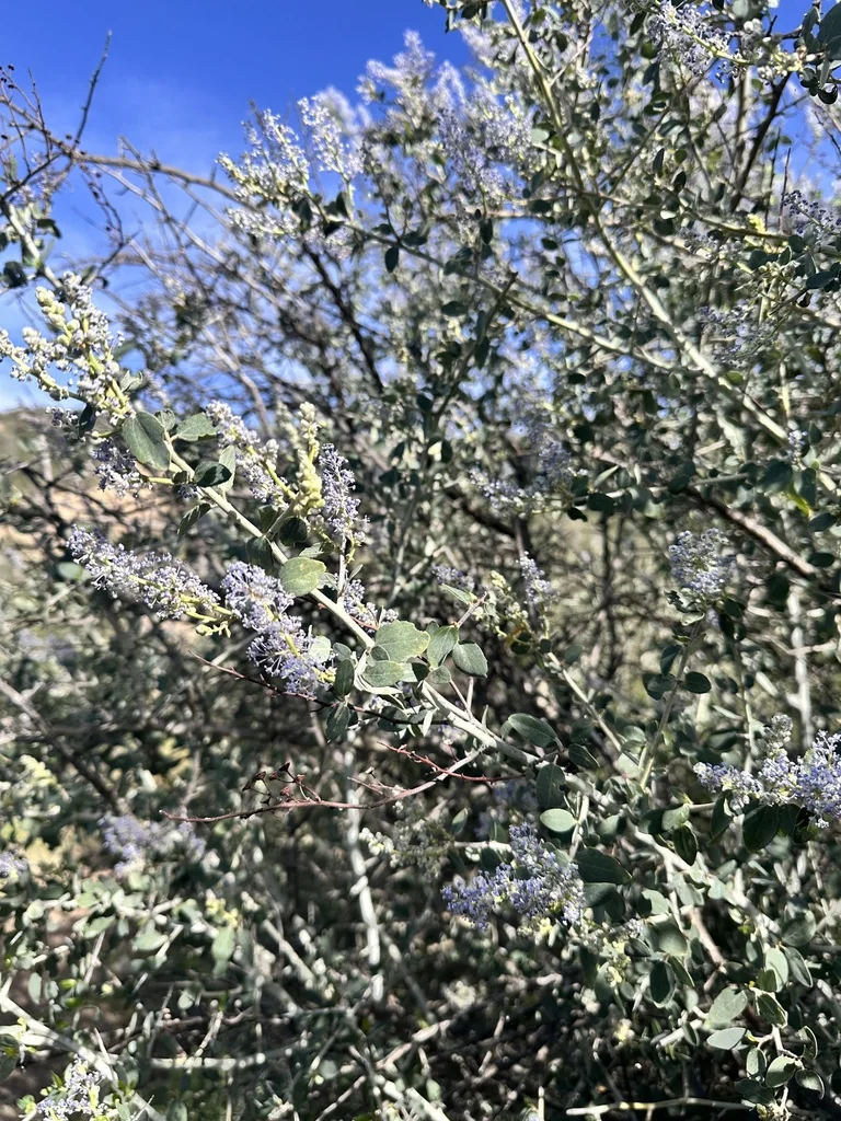 Ceanothus Leucodermis
