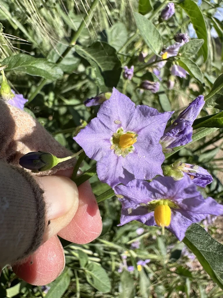 Solanum Umbelliferum