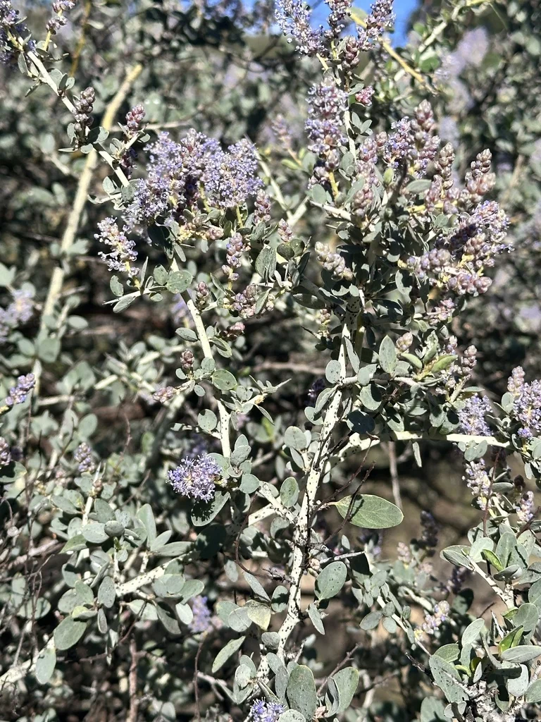 Ceanothus Leucodermis