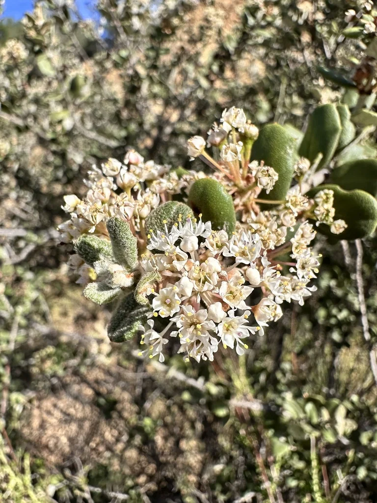Ceanothus Crassifolius