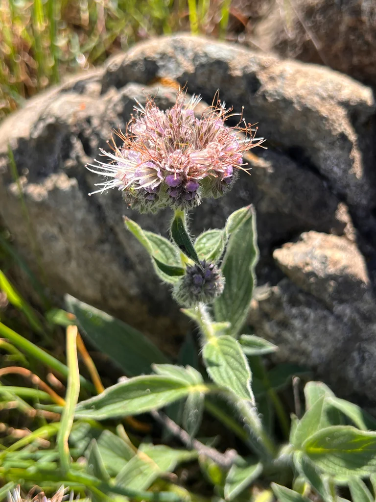 Phacelia Californica