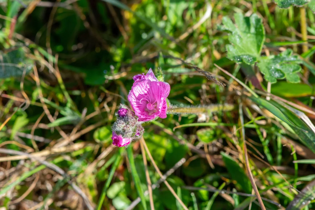 Sidalcea Malviflora